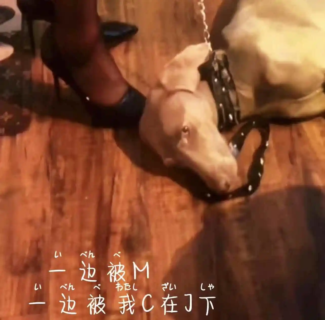 西檬之家-K9犬系解析：字母圈新人必读的角色定位指南